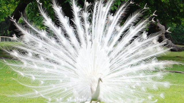 Rarest Albino Animals In The World