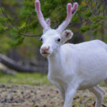 Rarest Albino Animals In The World
