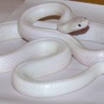 Rarest Albino Animals In The World