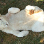 Rarest Albino Animals In The World