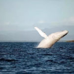 Rarest Albino Animals In The World