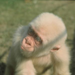 Rarest Albino Animals In The World