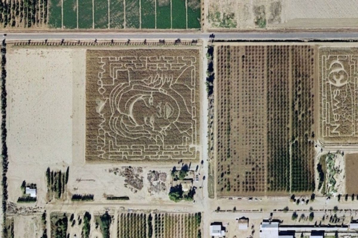 Oprah corn maze