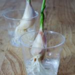 Food You Can Easily Regrow From Scraps