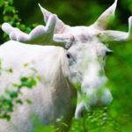 Rarest Albino Animals In The World