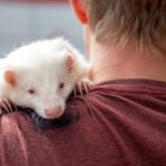 Rarest Albino Animals In The World