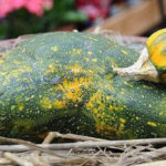 Funny Fruits And Vegetables That Look Like Other Things