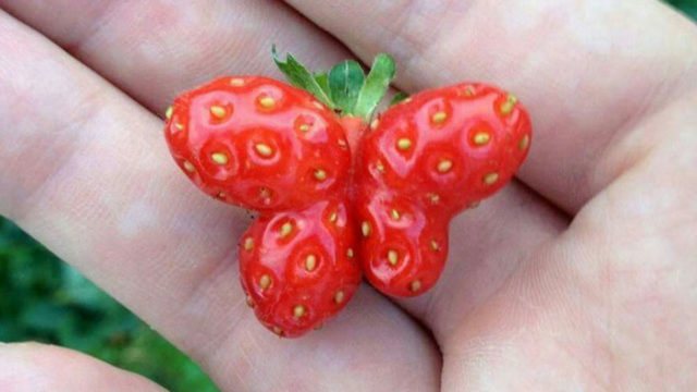 Funny Fruits And Vegetables That Look Like Other Things