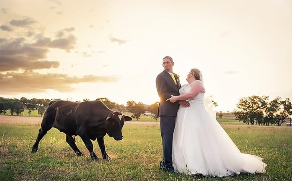 Cow Charging Bride and Groom