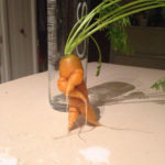 Funny Fruits And Vegetables That Look Like Other Things