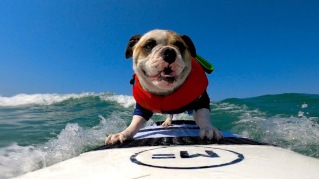 The Weirdest Sports In The World