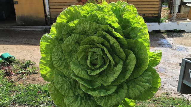 People Who Absolutely Won The Food Lottery