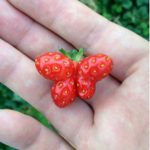 Funny Fruits And Vegetables That Look Like Other Things