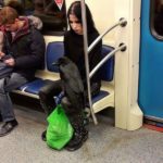 Hilarious photos taken in public transport