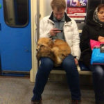 Hilarious photos taken in public transport