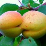 Funny Fruits And Vegetables That Look Like Other Things