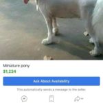 The Weirdest Posts That You Will See On Facebook Marketplace