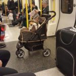 Hilarious photos taken in public transport