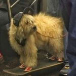 Hilarious photos taken in public transport