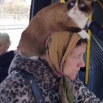 Hilarious photos taken in public transport