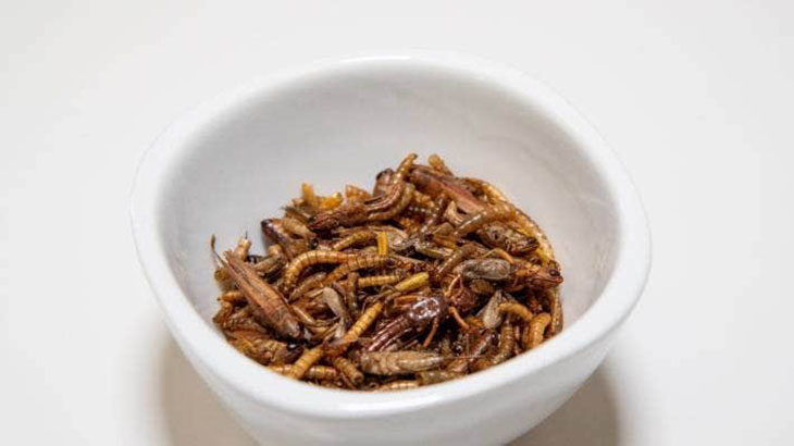 insects