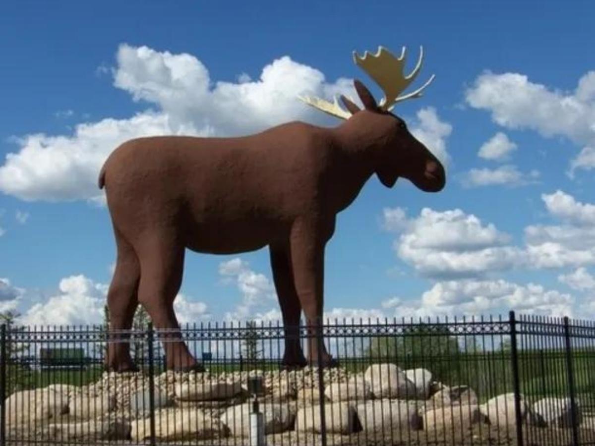 mac the moose