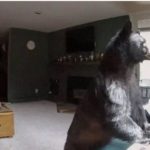 The Funniest Things Ever Caught On Hidden Cameras