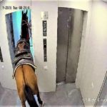 The Funniest Things Ever Caught On Hidden Cameras