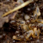 The Best Termite Exterminator in Columbus